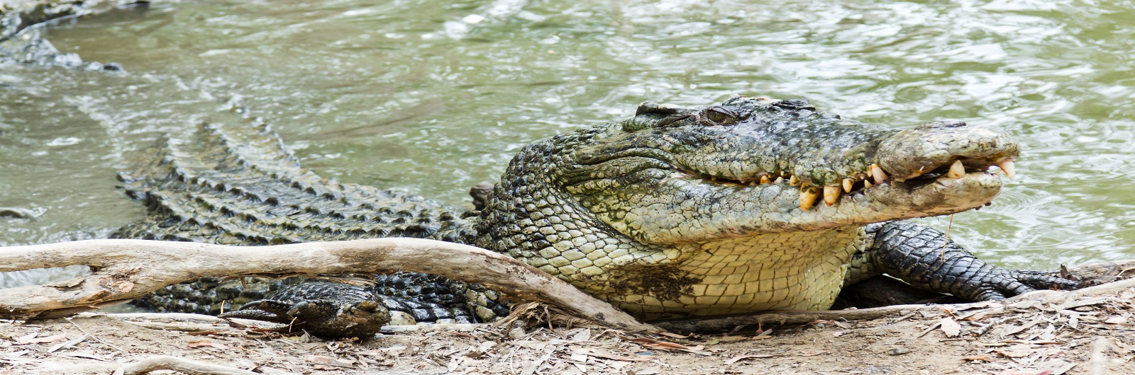 Crocodile Farm (Samut Prakarn) - ThaitravelCenter.com : Thailand Travel ...