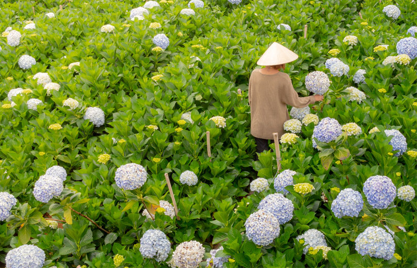 ทัวร์เวียดนามใต้ โฮจิมินห์ ดาลัด ญาจาง สวนสนุกวินวันเดอร์ส ทุ่งดอกไฮเดรนเยีย นั่งกระเช้าวัดตั๊กลัม 4 วัน 3 คืน สายการบินแอร์เอเชีย