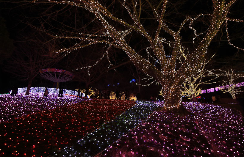 ทัวร์ญี่ปุ่น โตเกียว ฟูจิ เทศกาล Matsuda Sakura Festival  เทศกาลประดับไฟ ซากามิโกะ วัดอาซากุสะ 5 วัน 3 คืน สายการบินแอร์เอเชียเอ๊กซ์