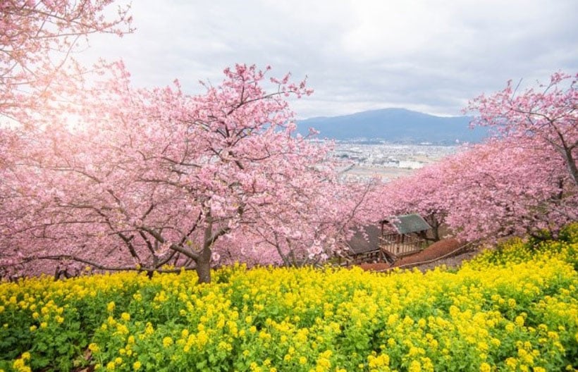 ทัวร์ญี่ปุ่น โตเกียว ฟูจิ เทศกาล Matsuda Sakura Festival  เทศกาลประดับไฟ ซากามิโกะ วัดอาซากุสะ 5 วัน 3 คืน สายการบินแอร์เอเชียเอ๊กซ์