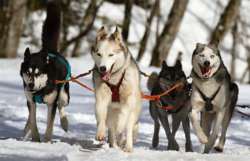 ทัวร์รัสเซีย ตามล่าแสงเหนือเมืองมูร์มันสค์ หมู่บ้าน Teriberka Husky Park Lesnaya Elan 7 วัน 5 คืน สายการบินโอมาน แอร์