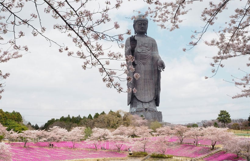 ทัวร์ญี่ปุ่น โตเกียว เทศกาลฟูจิ ชิบะซากุระ เฟสติวัล ภูเขาโอมูโร    หมู่บ้านน้ำใส โอชิโนะฮักไก 6 วัน 4 คืน สายการบินไทย