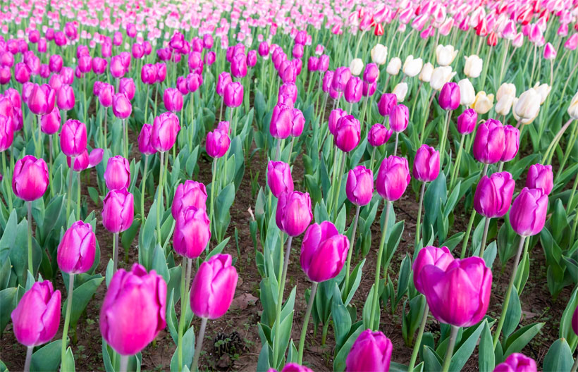 ทัวร์ญี่ปุ่น โตเกียว ฟูจิ ฮาโกเนะ เทศกาลชมดอกทิวลิป  SAKURA TULIP FESTA  หมู่บ้านโอชิโนะฮัคไค ช้อปปิ้งย่านชินจูกุ 5 วัน 3 คืน สายการบินแอร์เอเชียเอ๊กซ์