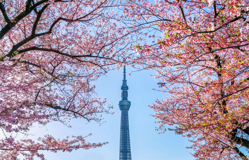 ทัวร์ญี่ปุ่น โตเกียว ฟูจิ เทศกาลชิบะซากุระ  FUJIYAMA TOWER  หมู่บ้านโอชิโนะฮัคไค วัดอาซากุสะ 6 วัน 4 คืน สายการบินแอร์เอเชียเอ๊กซ์