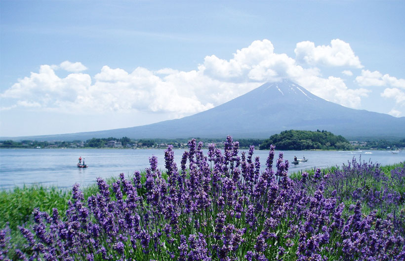 ทัวร์ญี่ปุ่น โตเกียว ฮาคุบะ คามิโคจิ  สวนดอกไม้ฮานาโนะมิโยโกะ หมู่บ้านโอชิโนะฮักไก ช้อปปิ้งชินจูกุ 6 วัน 4 คืน สายการบินแอร์เอเชียเอ๊กซ์