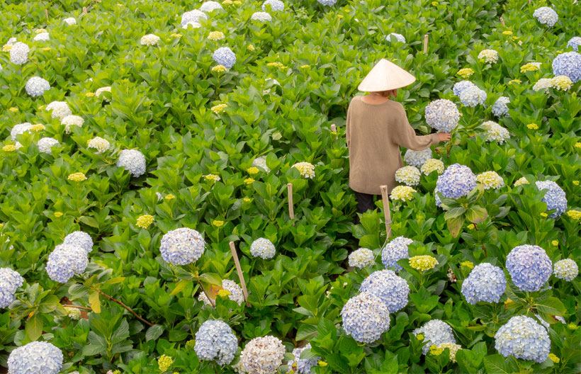 ทัวร์เวียดนามใต้ โฮจิมินห์ มุยเน่ ดาลัด สวนดอกไฮเดรนเยีย ลำธารนางฟ้า น้ำตกดาตันลา 4 วัน 3 คืน สายการบินเวียดนาม แอร์ไลน์