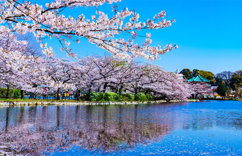 ทัวร์ญี่ปุ่น โตเกียว ซากุระ สวนอูเอโนะ หมู่บ้านน้ำใส วัดอาซากุสะ ทะเลสาบคาวากูจิโกะ 6 วัน 4 คืน สายการบินเกรทเตอร์ เบย์ แอร์ไลน์